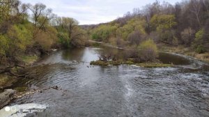 Пение птиц над рекой в лесу. звук реки и небольшого водопада.