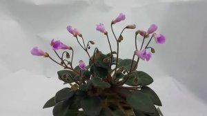 Flashy Trail мінітрейлер сенполія