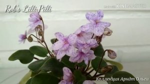 Фиалка Rob's Lilli Pilli