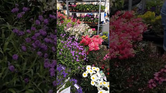 Лондон. Базар.Английская лаванда и ромашки.London.  Flower market.English lavender and chamomile.