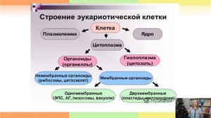 Биология | Открытый онлайн-урок | Прокариоты и эукариоты - сходство и отличие в строении клетки