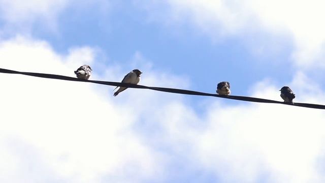 Нежное пение птиц, расслабление, отдых, лечение пением птиц, для души Ultra HD смотреть онлайн