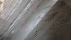 Голубь залетел в квартиру