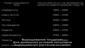 Пошаговая инструкция по выращиванию базилика на балконе из семян