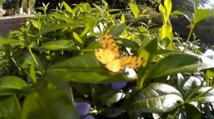 Маленькая желтая бабочка на кустарнике / Little yellow butterfly Bush