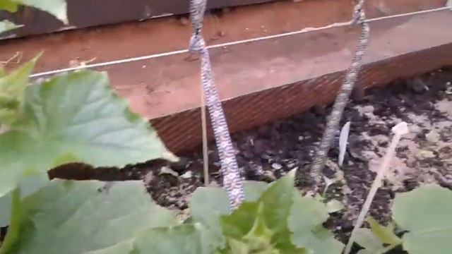 Теплица. 27.06.2017 смотреть онлайн