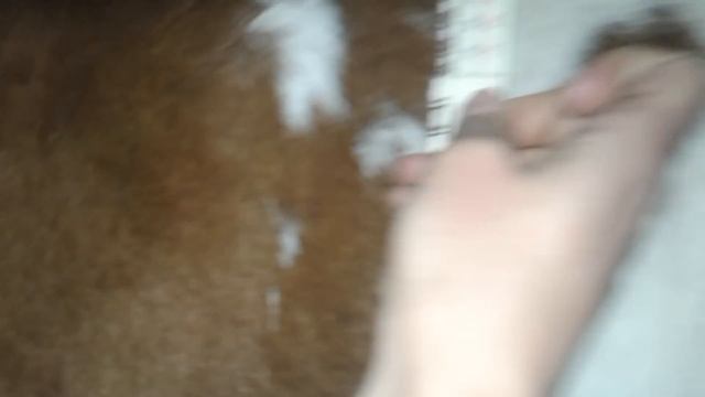 Коровы на прогулке,замерила телят,купила зцм! смотреть онлайн