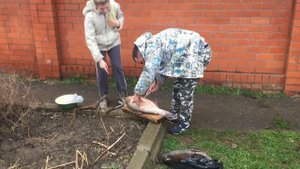 Как достать икру из толстолобика.