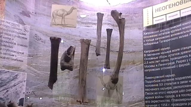История древнейшего человека в Палеонтологическом музее Москвы и Азовского музея-заповедника