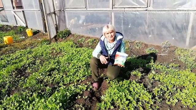 Сидераты - наши зелёные помощники! Какие сидераты лучше сажать?