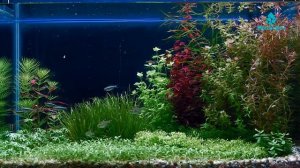 Удобрения для аквариумных растений Water Sci "Для осмоса". Часть 2