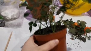 Комнатные цветы. Как спасти миниатюрную розу из магазина.