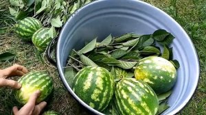 Арбузы бочковые 50г соли на 1 литр воды.