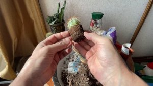 Пересаживаю новые кактусы из магазина в новый горшок.