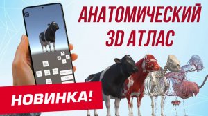 Анатомический 3D Атлас коровы - База знаний в одном приложении