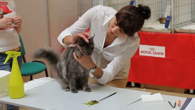 Кошка мейн кун Blackwood`s Renesmi на выставке смотреть онлайн