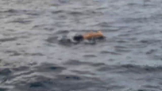 Крым.Карадагский заповедник. смотреть онлайн