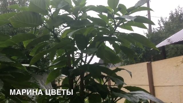 БРУГМАНСИЯ . ДОЖДИ ...ЗАЦВЕТЁТ ЛИ ? смотреть онлайн