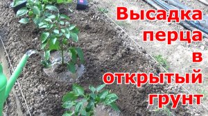 Высадка сладкого перца в открытый грунт в Подмосковье.