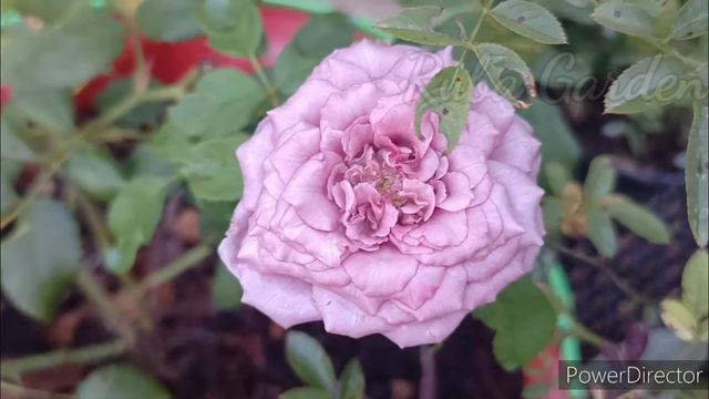 ஒரு கைப்பிடி போதும் பூக்காத செடியும் பூத்துக் கொண்டே இருக்கு organic Fertilizer for plant смотреть онлайн