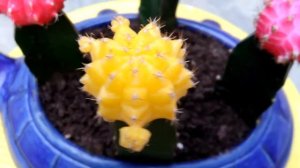 Pink, Yellow, Balck and red moon cactus in turtle pot