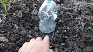 Капельный полив бутылками - всё гениально и просто!