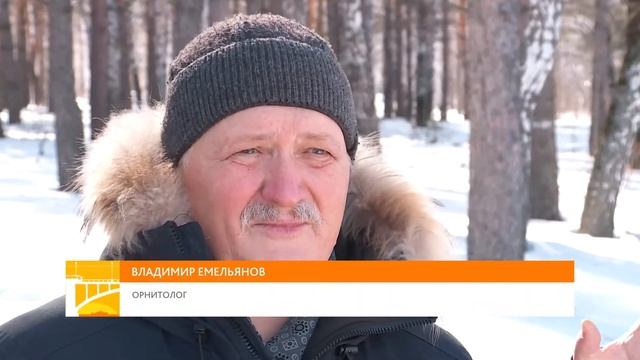 Весенняя миграция: какие птицы прилетают в Красноярский край и когда смотреть онлайн