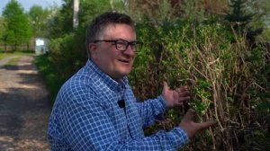 Шиповник – идеальная изгородь. Советы для садоводов от Андрея Туманова.