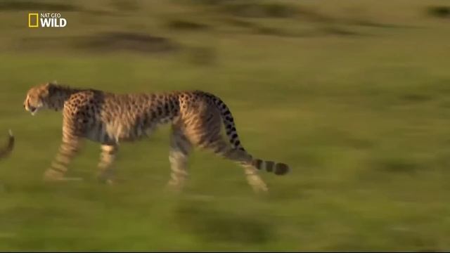 Nat Geo Wild - Çita: Ölümcül İçgüdü / Belgesel HD смотреть онлайн