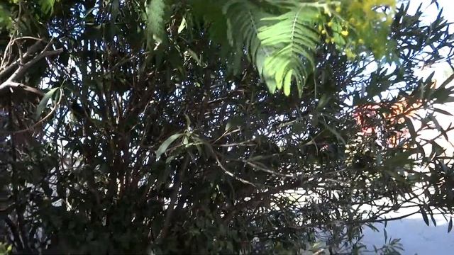 Мимоза с середины января 2019 цветёт и пахнет. Акация серебристая в Сочи и Лазаревском смотреть онлайн