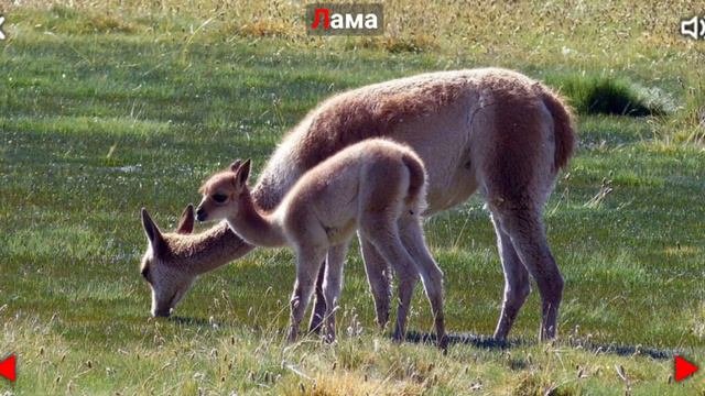 Животные Африки