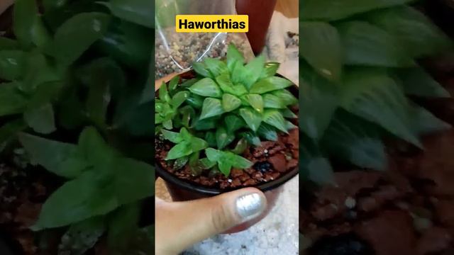 Haworthias #haworthias #haworthia #suculentas #jardin #plantas #trasplantes #sustrato #tierra