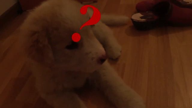 У меня появился щенок 😋 смотреть онлайн