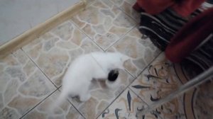 МИЛОТА! У нас новый питомец. Кот усыновил маленького котенка.