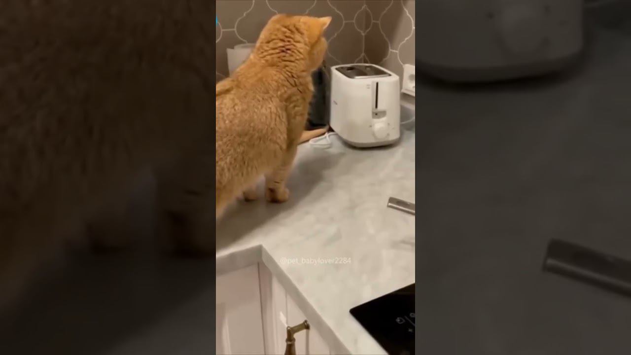 Коты и тостер смотреть онлайн