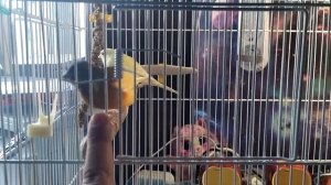 Приручение канареек