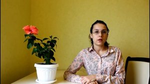Как заставить цвести гибискус