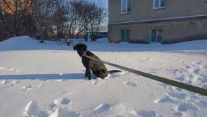 Красивый стих. Собачья Слеза.