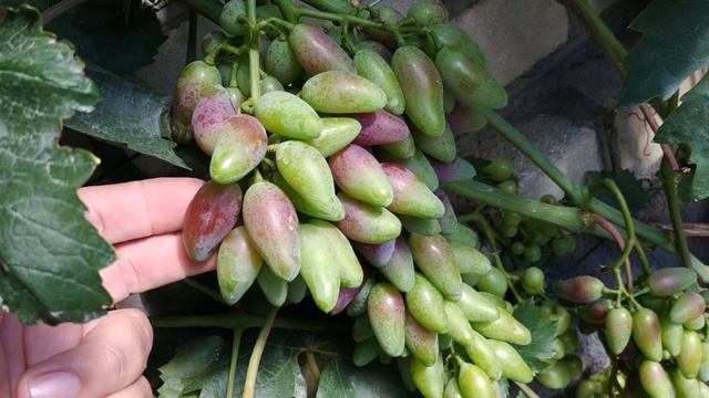 Г.ф винограду подарунок Білорусії на 14.07.22р. смотреть онлайн