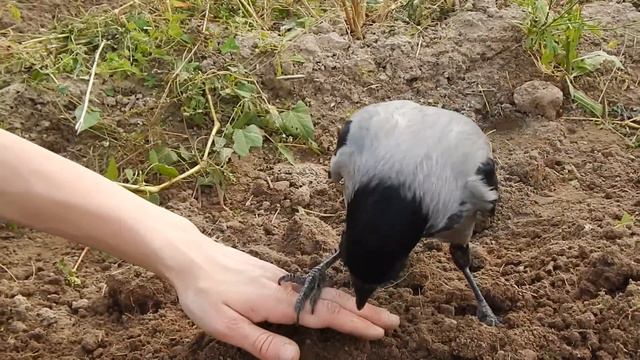 А может быть ворона смотреть онлайн