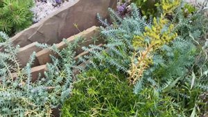 Чешская скалка, подбираем растения правильно!