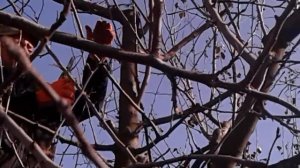 Обрезка ЯБЛОНЬ- ЗИМА.