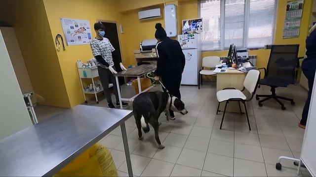 Как прошла первая ночь дома с алабайкой. Чипируем Белку, Ориону плохо, Ночью нас нашел котенок? смотреть онлайн