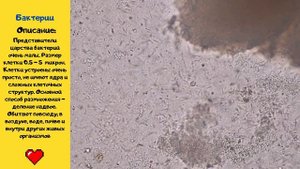 Бактерии под микроскопом