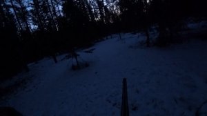 Глухарь на току  Охота