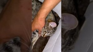 Первые роды кошки. Принимаем роды. Кошка в шоке. Укусила со страху.