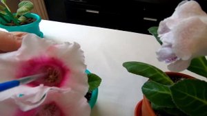 Опыление и получение семян глоксинии - очень просто