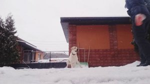 Лабрадор на занятии