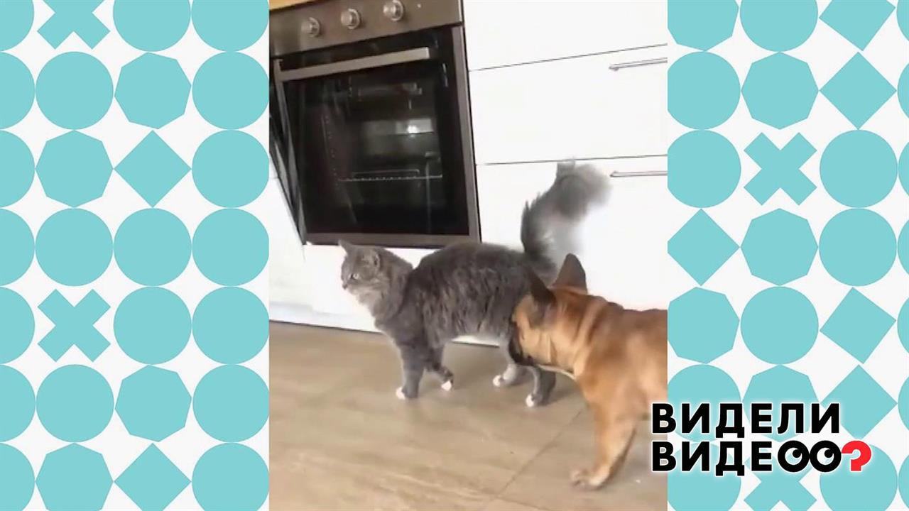 Кошка учит бульдога красиво ходить. Видели видео? Фрагмент выпуска от 19.01.2020