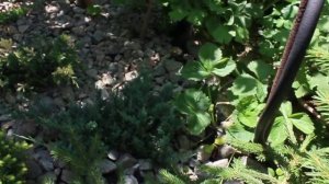 Можжевельники блю Форест , блю Альпс,айс блю Ель Рейнбоуз энд 2021